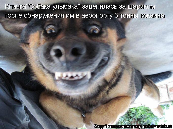 Кличка"Собака улыбака" зацепилась за шариком после обнаружения им в аеропорту 3 тонны кокаина.... Котоматрица: Кличка"Собака улыбака" зацепилась за шариком после обнаружения им в аеропорту 3 тонны кокаина.