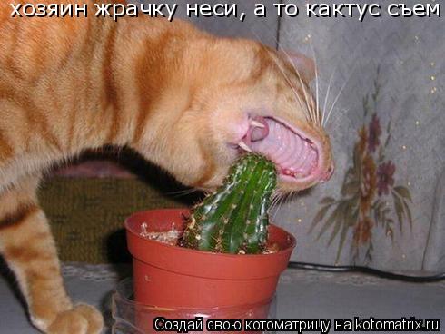 хозяин жрачку неси, а то кактус съем... Котоматрица: хозяин жрачку неси, а то кактус съем