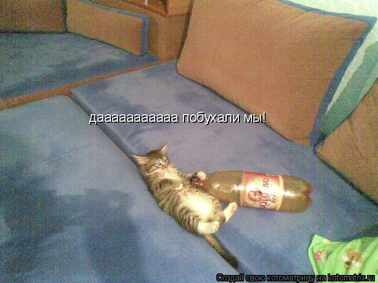 дааааааааааа побухали мы!... Котоматрица: дааааааааааа побухали мы!