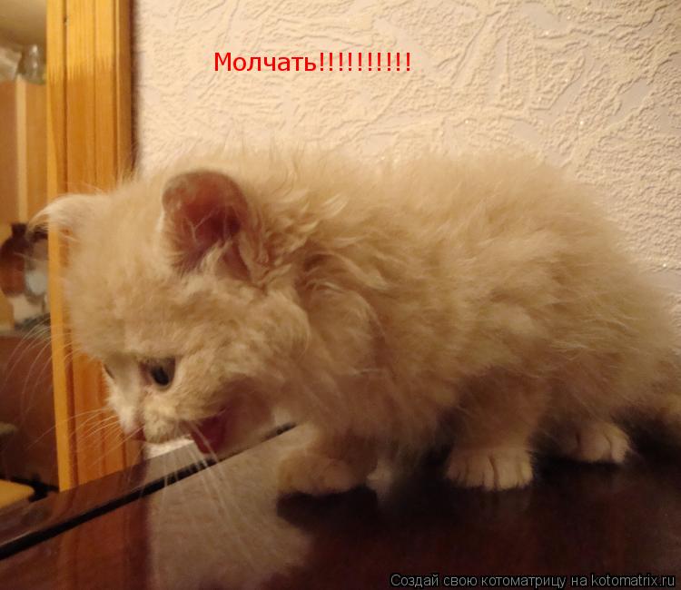 Молчать!!!!!!!!!!... Котоматрица: Молчать!!!!!!!!!!