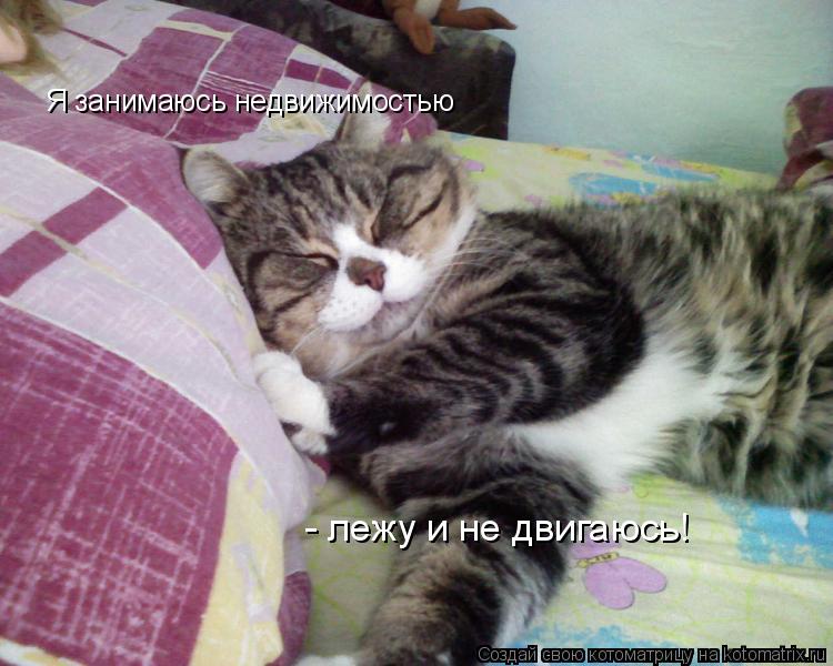 Я занимаюсь недвижимостью - лежу и не двигаюсь!... Котоматрица: Я занимаюсь недвижимостью - лежу и не двигаюсь!