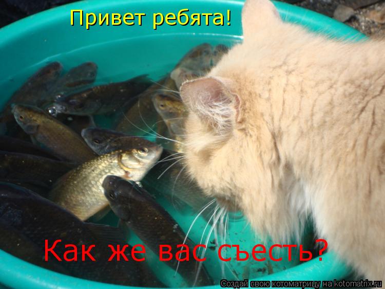 Привет ребята! Как же вас съесть?... Котоматрица: Привет ребята! Как же вас съесть?