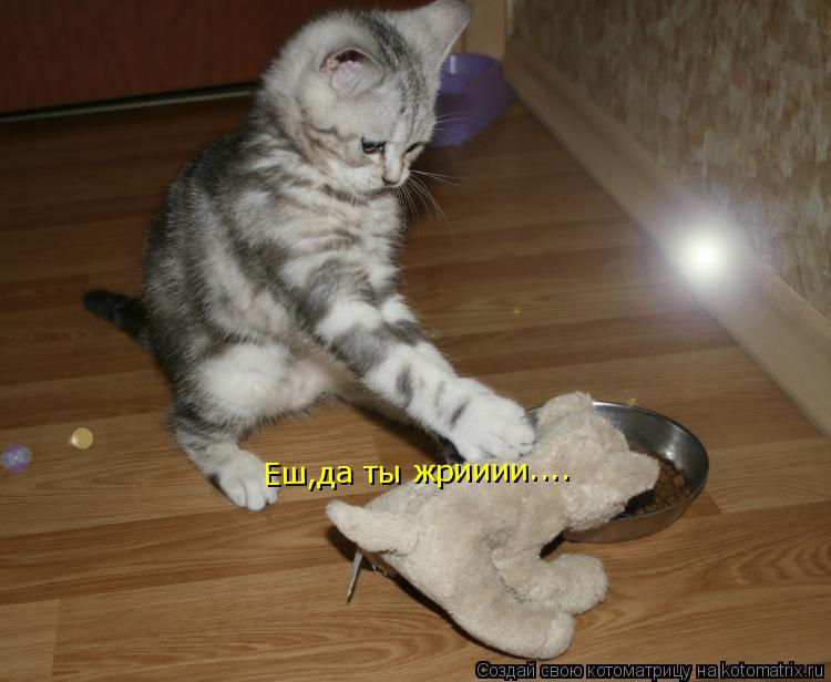 Еш,да ты жрииии....... Котоматрица: Еш,да ты жрииии....