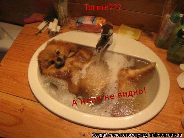 Топите??? А меня не видно!... Котоматрица: Топите??? А меня не видно!