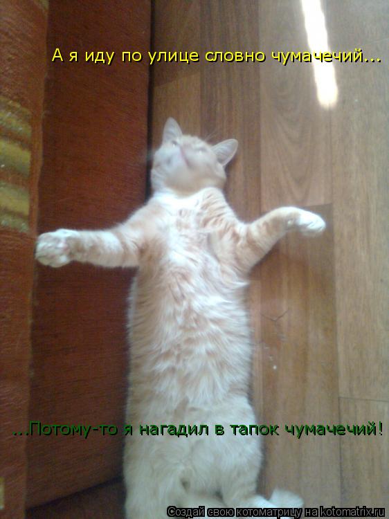 А я иду по улице словно чумачечий... ...Потому-то я нагадил в тапок чумачечий!... Котоматрица: А я иду по улице словно чумачечий... ...Потому-то я нагадил в тапок чумачечий!
