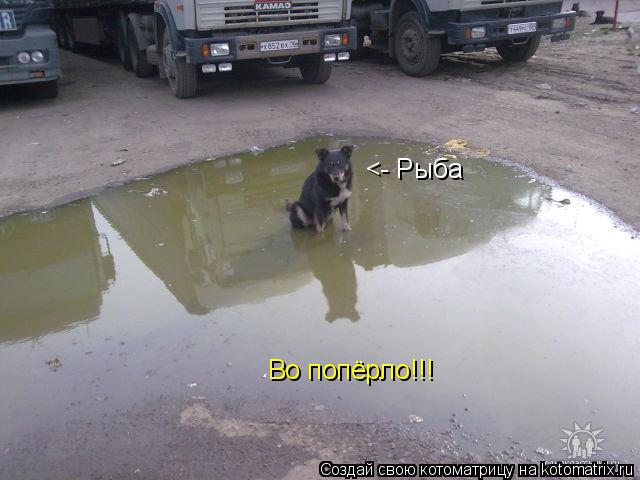 <- Рыба Во попёрло!!!... Котоматрица: <- Рыба Во попёрло!!!