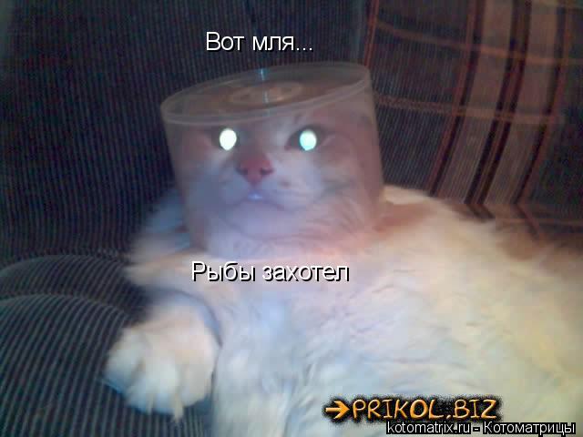 Вот мля... Рыбы захотел... Котоматрица: Вот мля... Рыбы захотел