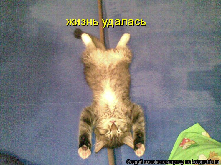 жизнь удалась... Котоматрица: жизнь удалась