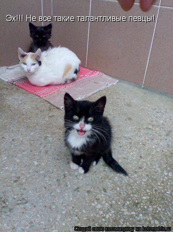 Эх!!! Не все такие талантливые певцы!... Котоматрица: Эх!!! Не все такие талантливые певцы!