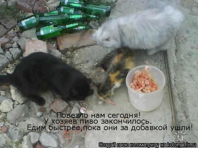 Повезло нам сегодня! У хозяев пиво закончилось. Едим быстрее,пока они за добавкой ушли!... Котоматрица: Повезло нам сегодня! У хозяев пиво закончилось. Едим быстрее,пока они за добавкой ушли!