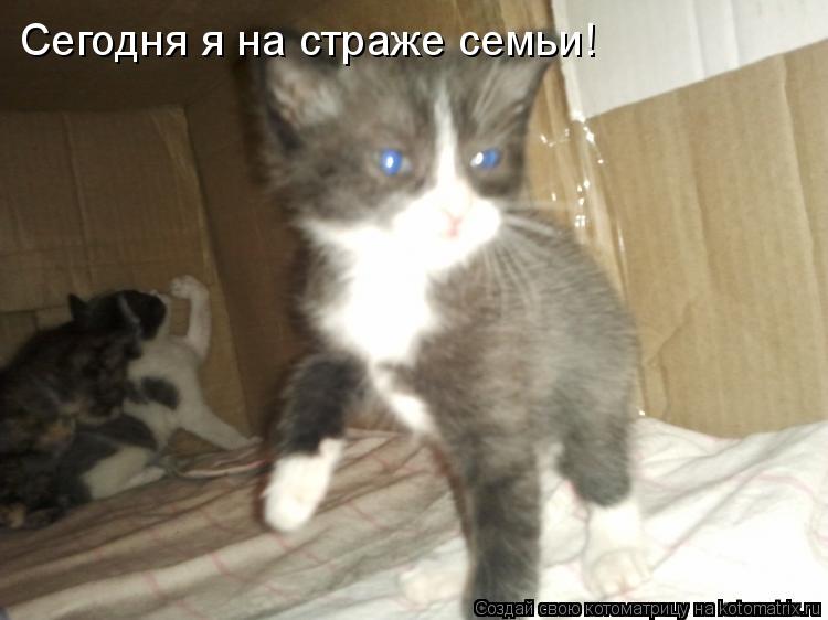 Сегодня я на страже семьи!... Котоматрица: Сегодня я на страже семьи!