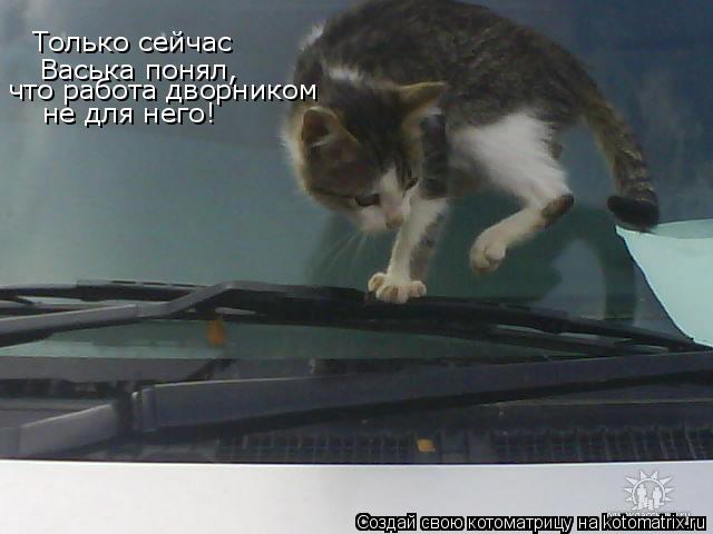 Только сейчас Васька понял, что работа дворником не для него!... Котоматрица: Только сейчас Васька понял, что работа дворником не для него!