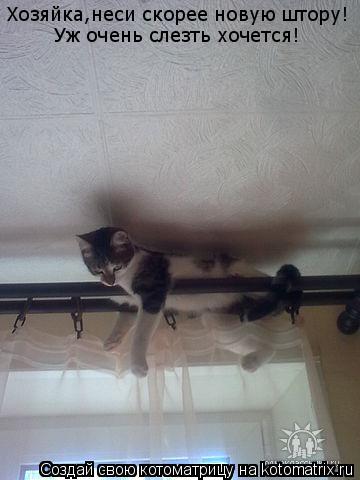 Хозяйка,неси скорее новую штору! Уж очень слезть хочется!... Котоматрица: Хозяйка,неси скорее новую штору! Уж очень слезть хочется!