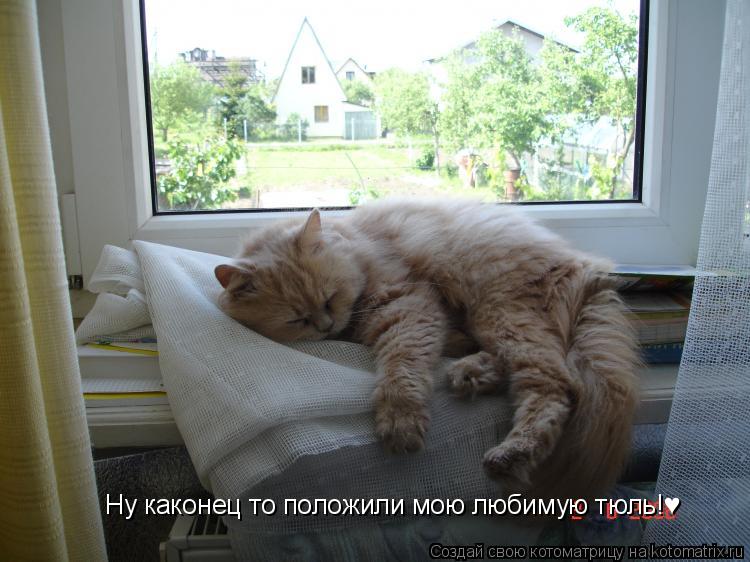 Ну каконец то положили мою любимую тюль!♥... Котоматрица: Ну каконец то положили мою любимую тюль!♥