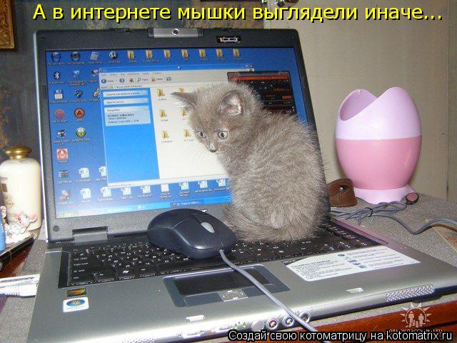 А в интернете мышки выглядели иначе...... Котоматрица: А в интернете мышки выглядели иначе...