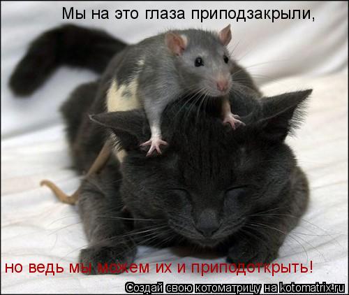 но ведь мы можем их и приподоткрыть! Мы на это глаза приподзакрыли,... Котоматрица: но ведь мы можем их и приподоткрыть! Мы на это глаза приподзакрыли,