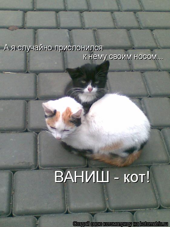 А я случайно прислонился к нему своим носом... ВАНИШ - кот!... Котоматрица: А я случайно прислонился к нему своим носом... ВАНИШ - кот!