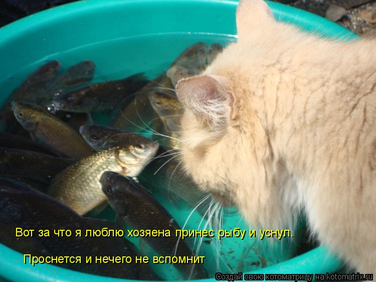 Вот за что я люблю хозяена принес рыбу и уснул. Проснется и нечего не вспомнит... Котоматрица: Вот за что я люблю хозяена принес рыбу и уснул. Проснется и нечего не вспомнит
