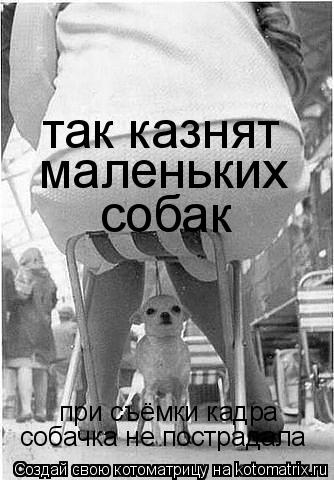 так казнят маленьких собак при съёмки кадра собачка не пострадала... Котоматрица: так казнят маленьких собак при съёмки кадра собачка не пострадала