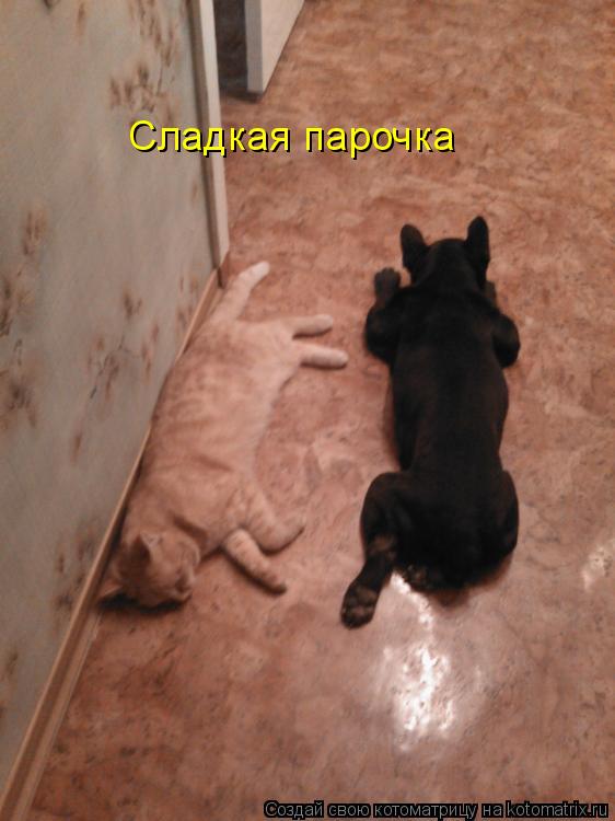 Сладкая парочка... Котоматрица: Сладкая парочка