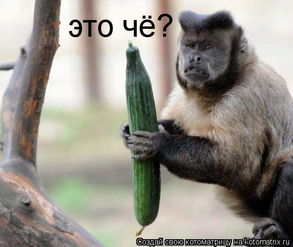 это чё?... Котоматрица: это чё?