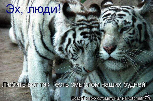 Эх, люди! Любить вот так...есть смыслом наших будней!... Котоматрица: Эх, люди! Любить вот так...есть смыслом наших будней!
