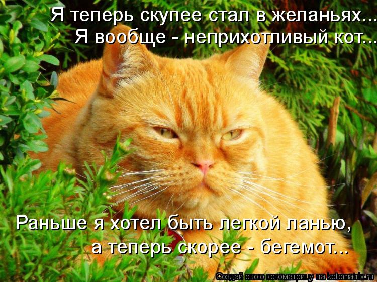 Котоматрица: Я теперь скупее стал в желаньях... Раньше я хотел быть легкой ланью,  а теперь скорее - бегемот... Я вообще - неприхотливый кот...
