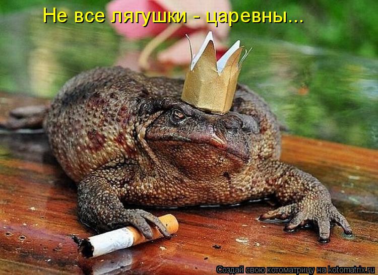 Не все лягушки - царевны...... Котоматрица: Не все лягушки - царевны...