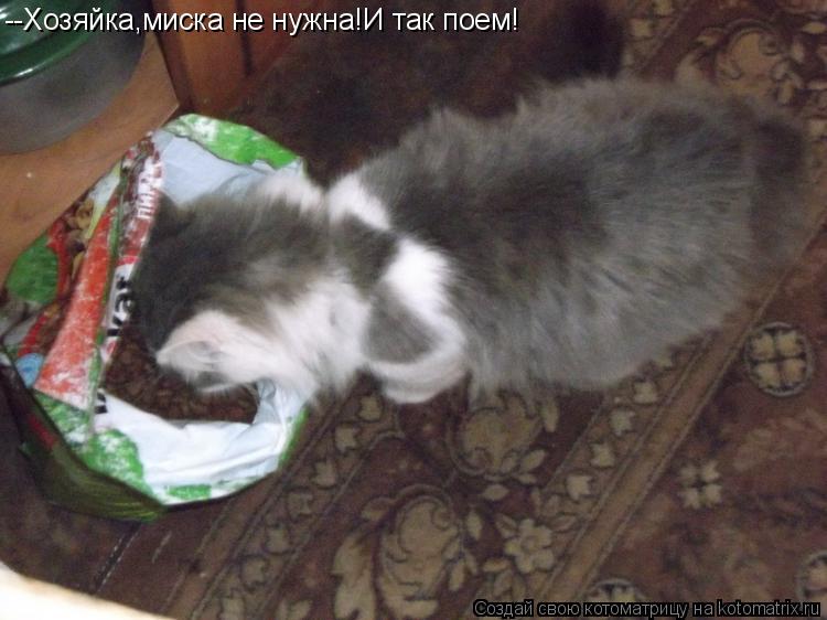 --Хозяйка,миска не нужна!И так поем!... Котоматрица: --Хозяйка,миска не нужна!И так поем!