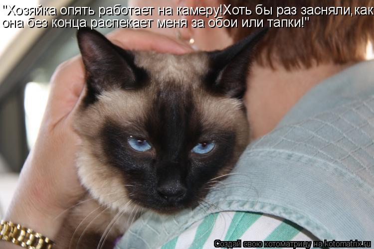 "Хозяйка опять работает на камеру!Хоть бы раз засняли,как она без конца распекает меня за обои или та... Котоматрица: "Хозяйка опять работает на камеру!Хоть бы раз засняли,как она без конца распекает меня за обои или тапки!"