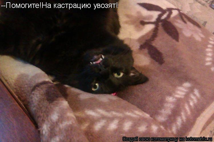 --Помогите!На кастрацию увозят!... Котоматрица: --Помогите!На кастрацию увозят!