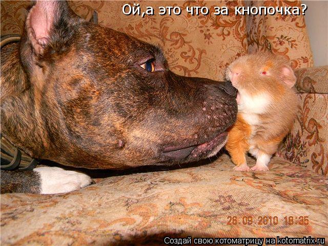 Ой,а это что за кнопочка?... Котоматрица: Ой,а это что за кнопочка?