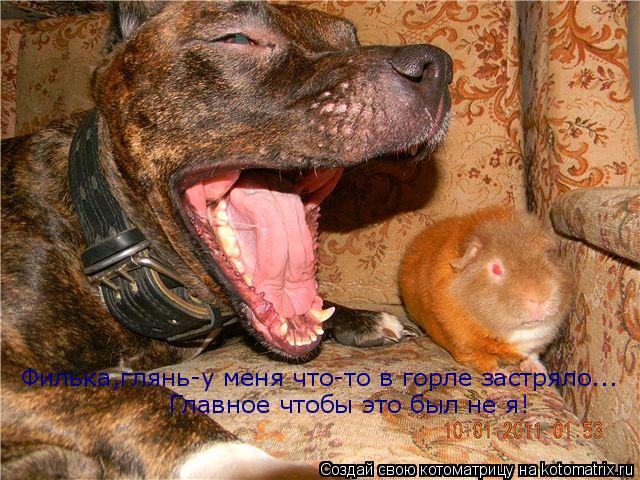 Филька,глянь-у меня что-то в горле застряло... Главное чтобы это был не я!... Котоматрица: Филька,глянь-у меня что-то в горле застряло... Главное чтобы это был не я!
