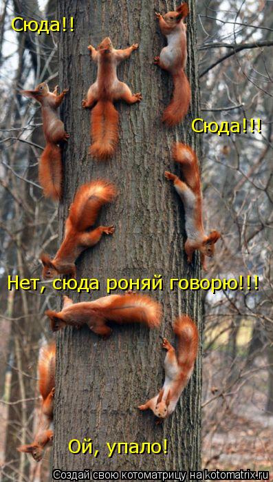 Сюда!! Сюда!!! Нет, сюда роняй говорю!!! Ой, упало!... Котоматрица: Сюда!! Сюда!!! Нет, сюда роняй говорю!!! Ой, упало!