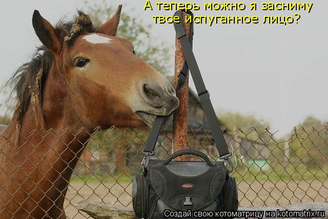 А теперь можно я засниму твое испуганное лицо?... Котоматрица: А теперь можно я засниму твое испуганное лицо?