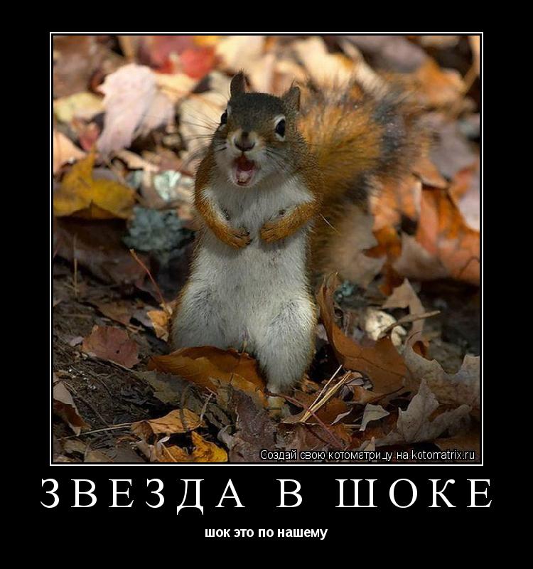 Котоматрица: ЗВЕЗДА В ШОКЕ шок это по нашему