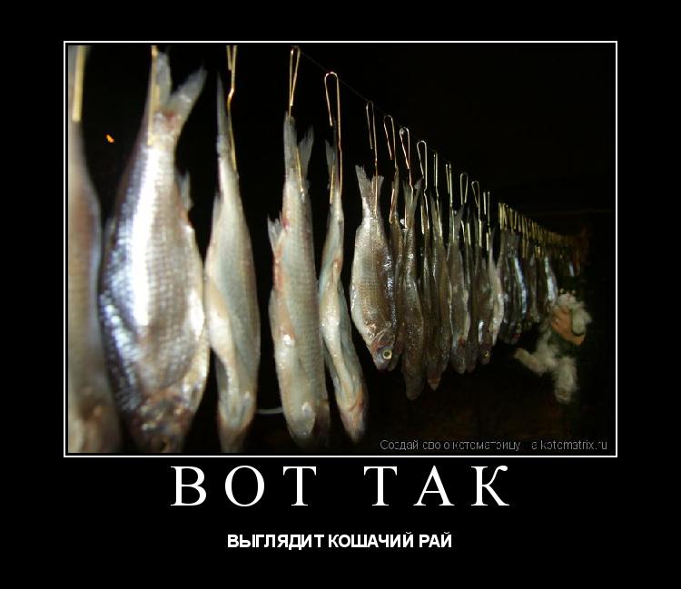 ВОТ ТАК ВЫГЛЯДИТ КОШАЧИЙ РАЙ... Котоматрица: ВОТ ТАК ВЫГЛЯДИТ КОШАЧИЙ РАЙ
