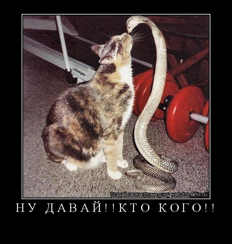 ... Котоматрица: