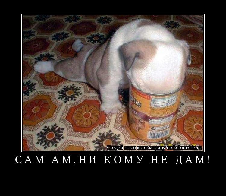... Котоматрица: