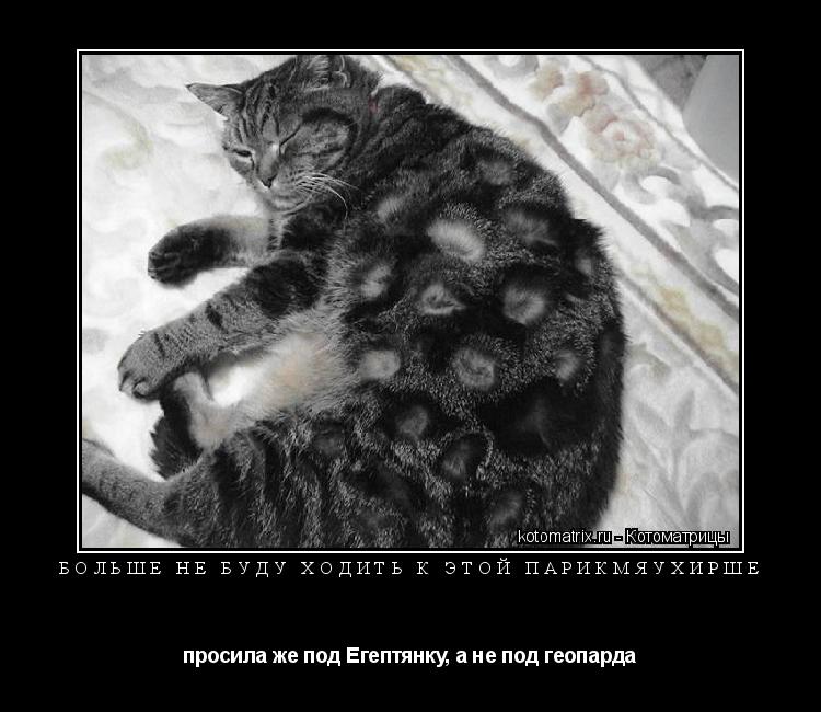 Больше не буду ходить к этой парикмяухирше просила же под Егептянку, а не под геопарда... Котоматрица: Больше не буду ходить к этой парикмяухирше просила же под Егептянку, а не под геопарда