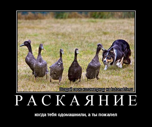 Котоматрица: раскаяние когда тебя одомашнили, а ты пожалел