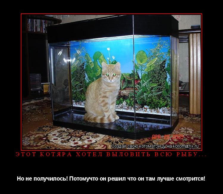 Этот котяра хотел выловить всю рыбу... Но не получилось! Потомучто он решил что он там лучше смотритс... Котоматрица: Этот котяра хотел выловить всю рыбу... Но не получилось! Потомучто он решил что он там лучше смотрится!