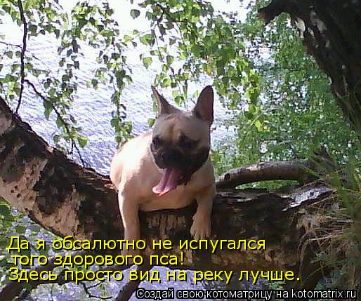 Да я обсалютно не испугался того здорового пса! Здесь просто вид на реку лучше.... Котоматрица: Да я обсалютно не испугался того здорового пса! Здесь просто вид на реку лучше.