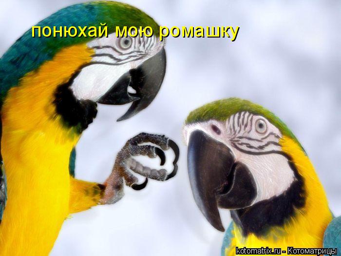 понюхай мою ромашку... Котоматрица: понюхай мою ромашку