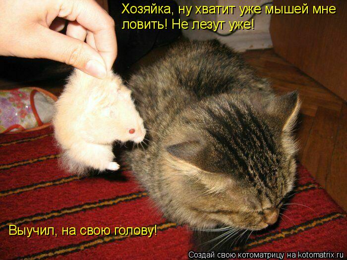 Хозяйка, ну хватит уже мышей мне ловить! Не лезут уже! Выучил, на свою голову!... Котоматрица: Хозяйка, ну хватит уже мышей мне ловить! Не лезут уже! Выучил, на свою голову!