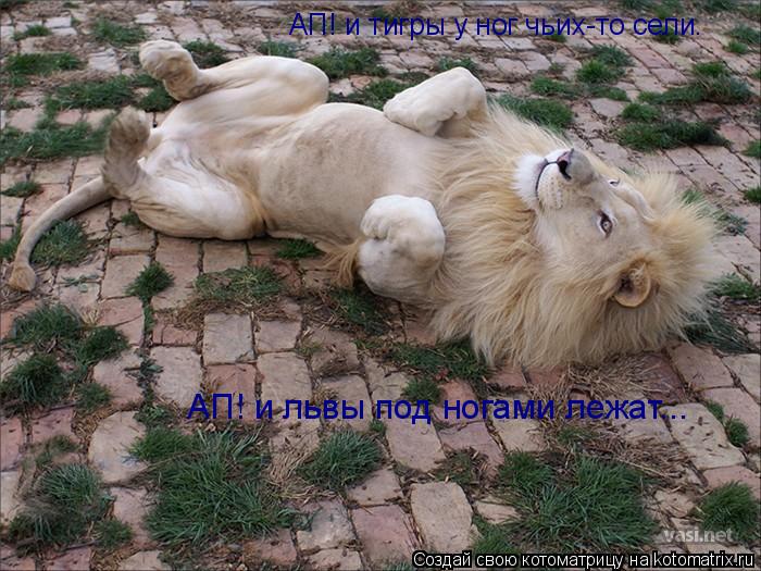 АП! и тигры у ног чьих-то сели. АП! и львы под ногами лежат...... Котоматрица: АП! и тигры у ног чьих-то сели. АП! и львы под ногами лежат...