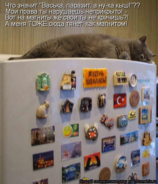 Котоматрица: Что значит "Васька, паразит, а ну-ка кыш!"?? Мои права ты нарушаешь неприкрыто! -  Вот на магниты же свои ты не кричишь?! А меня ТОЖЕ сюда тянет, к