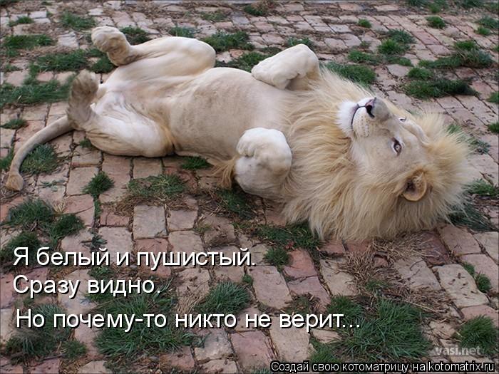 Я белый и пушистый. Сразу видно. Но почему-то никто не верит...... Котоматрица: Я белый и пушистый. Сразу видно. Но почему-то никто не верит...