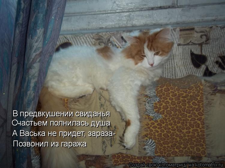 В предвкушении свиданья Счастьем полнилась душа А Васька не придет, зараза- Позвонил из гаража... Котоматрица: В предвкушении свиданья Счастьем полнилась душа А Васька не придет, зараза- Позвонил из гаража