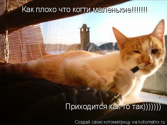Как плохо что когти маленькие!!!!!!! Приходится как то так)))))))... Котоматрица: Как плохо что когти маленькие!!!!!!! Приходится как то так)))))))
